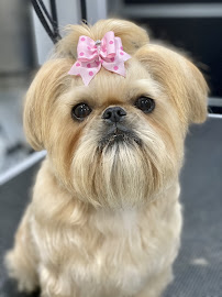 Hello Poochy Dog Grooming and Dog supplies