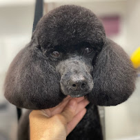 Hello Poochy Dog Grooming and Dog supplies