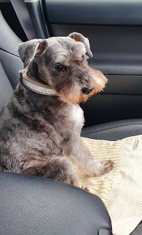 Pet Plus One Grooming