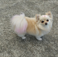 Dogs Body Grooming