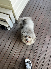 Dogs Body Grooming