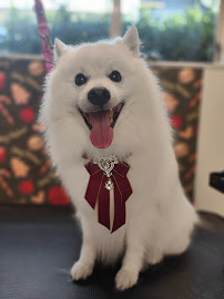 Barkers Dog Grooming Auckland