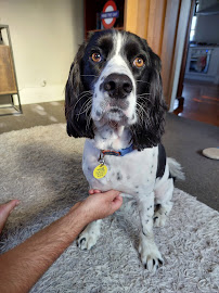 Lotus Dog Grooming
