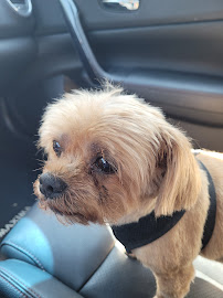 Kountry Klippers Pet Grooming