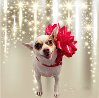 Sittin Pretty Mobile Dog Grooming