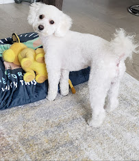 Frisco Pet Grooming