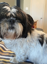 Pampered Pets Grooming Salon