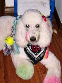 Kountry Kritters LLC