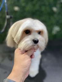 The Pet Stylist on Lovers Lane