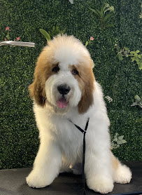 The Pet Stylist on Lovers Lane