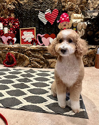 Pet Perfect Salon Dallas