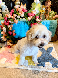 Pet Perfect Salon Dallas
