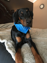 Pet Love Mobile Grooming