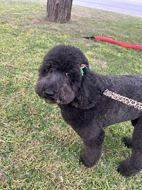 Furever Friends Grooming