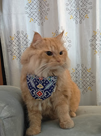 Meow pets
