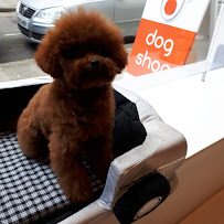 Bow Wow London