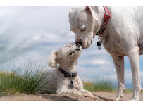 Raw Dog Food and Company