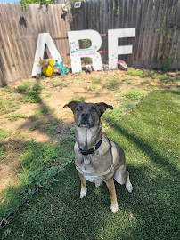 Arfordable Dog Training