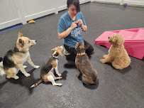 Arfordable Dog Training