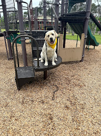 Tip Top K9 The Woodlands Dog Training