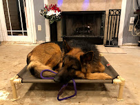 Texas K-9 Academy