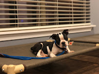 Texas K-9 Academy