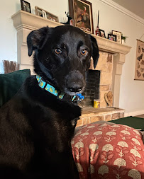 Top Dog Texas