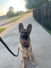 Top Dog Texas