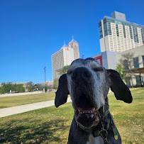 Alamo City Dog Trainers