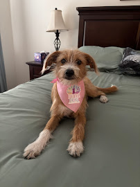 Stephanie Bennett's Believe in Dog
