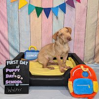 Stephanie Bennett's Believe in Dog