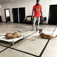 Every Dog Behavior and Training
