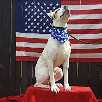 Every Dog Behavior and Training