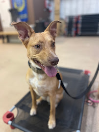 Sit Means Sit Dog Training Central Texas