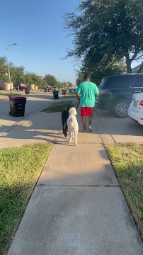 All 4 Paws Dog Training