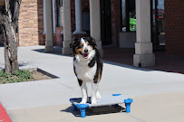 Dog Training Elite Frisco