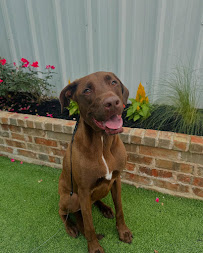 All Dogs Unleashed Dog Training Fort Worth