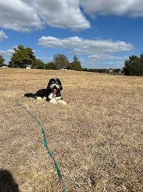 A Better Bond Dog Training