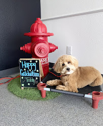 Sit Means Sit Dog Training - Fort Worth