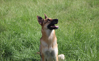 ARF Inc Dog Training