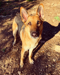 ARF Inc Dog Training