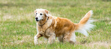 A Refined Canine