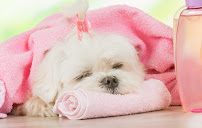 A Refined Canine