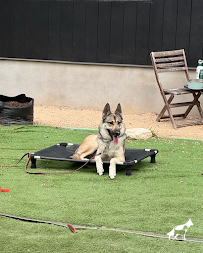 The Hill Country Dog Trainer