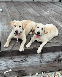 The Hill Country Dog Trainer