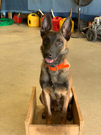 Texas K9 University, LLC - by appointment only