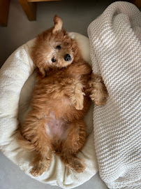 Pet Mania