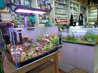 Green Desert Aquarium Trading