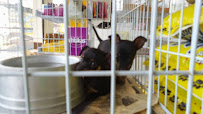 Pet Shop Recanto Feliz