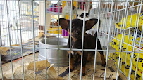 Pet Shop Recanto Feliz